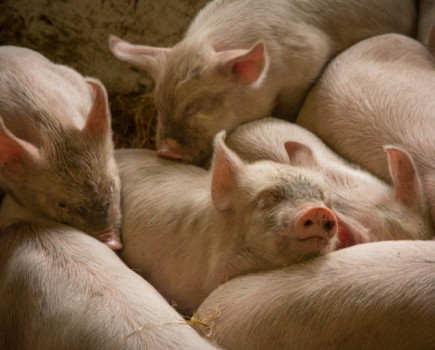 Strong start for pig meat exports