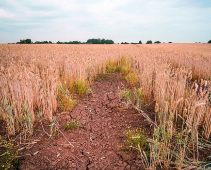 Farms hit by hot weather call charity