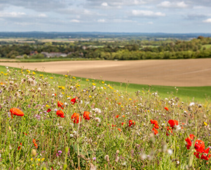 Countryside Stewardship: a waste of time or lifeline?