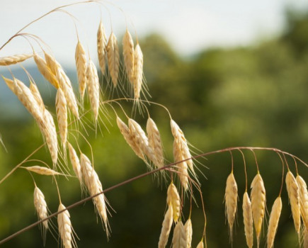 Look beyond the can to maximise wild oat control