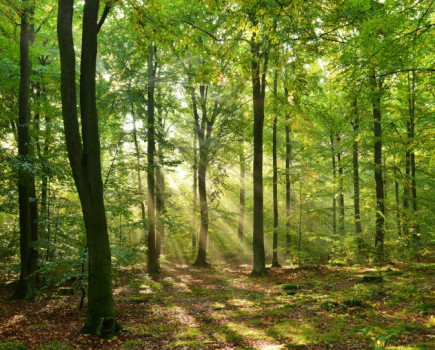 Woodland Carbon Fund opening is major boost to woodland creation