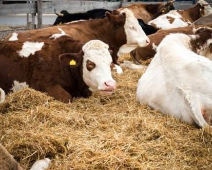 How farm plans to use slurry for bedding