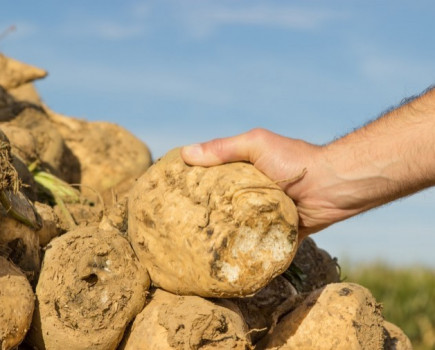 NFU encourages young sugar growers