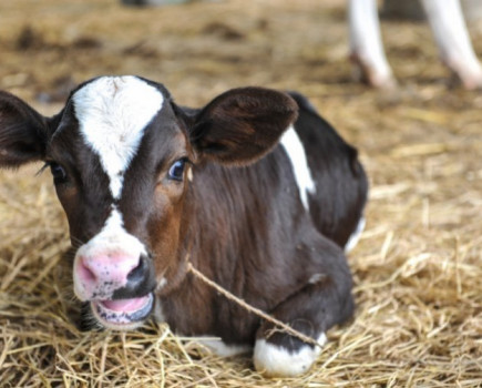 Council faces veal farm protest