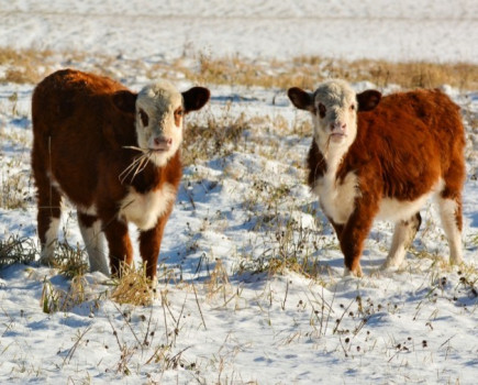 Bringing beef cattle through the winter