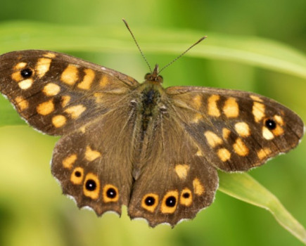 Climate change hits wildlife in arable areas