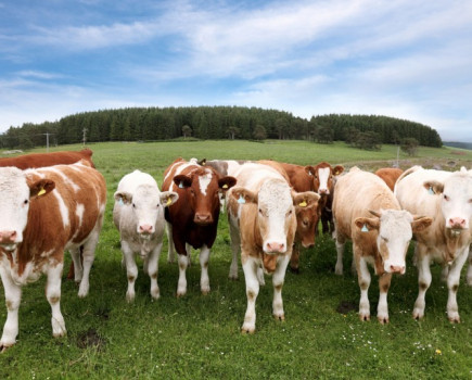 £1.5m research call to help beef industry become more efficient