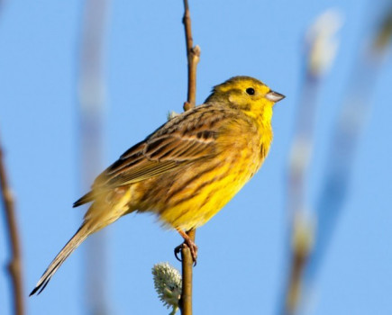 The results are in from the third Big Farmland Bird Count