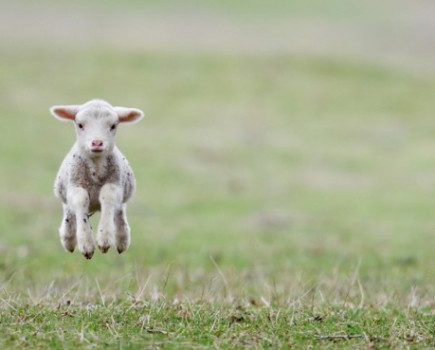 Late pregnancy nutrition boosts calf and lamb immunity