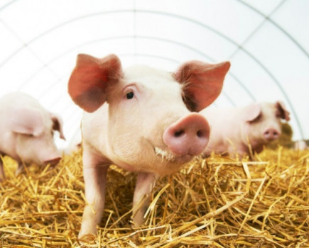 Significant change in antibiotic use emerging in pig industry