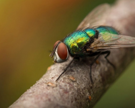 Warm weather increases fly risk