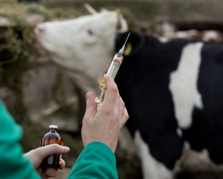 British cattle vets recommend voluntary clampdown on antibiotic use