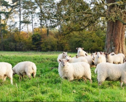 Grass shortage adds to parasite problems in sheep