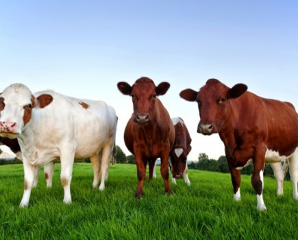 Selecting replacement heifers