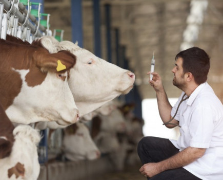 New training programme for antibiotic use