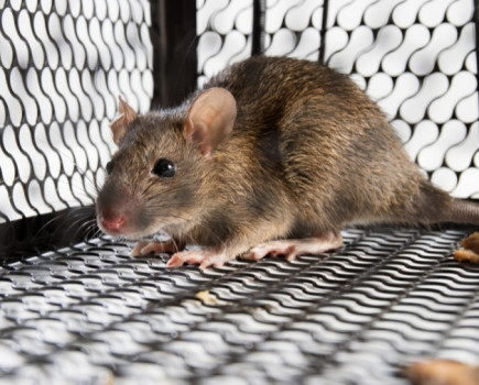 Farmers warned over second-hand sale of rodenticides