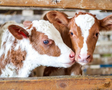 Autumn block calving on the rise