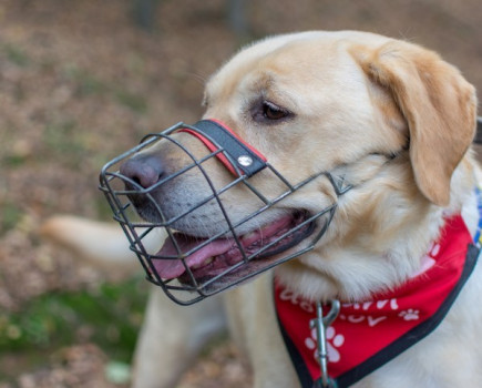 MPs debate dog worrying