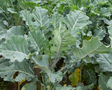 Brassica growers struggling with difficult season