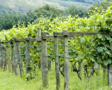 Weed control in UK Vineyards