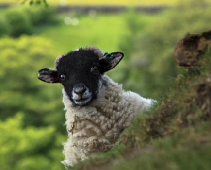 Farmers wanted to help inform the UK sheep industry