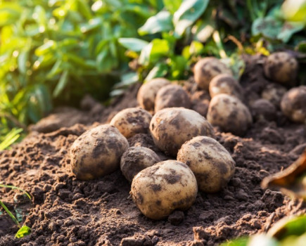 Potato plantings down 3% amid extreme weather conditions ​