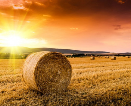 More straw baled