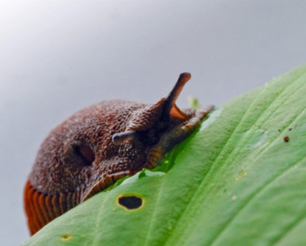 Protect tubers against slugs this season