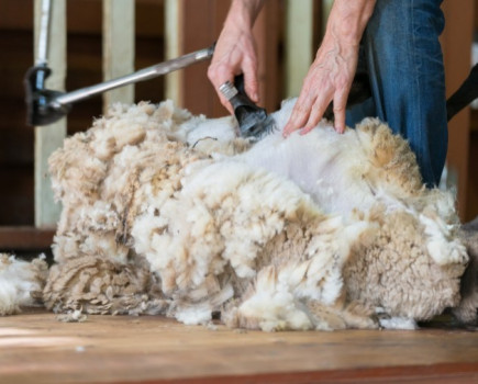 Sheep shearers on their way to UK