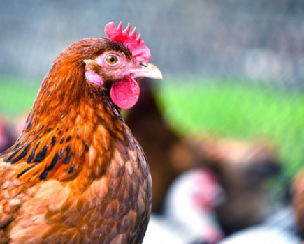 Poultry farmers urged to prepare for winter Avian Flu threat