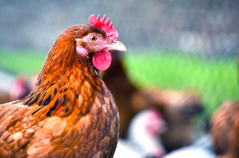 Poultry farmers urged to prepare for winter Avian Flu threat