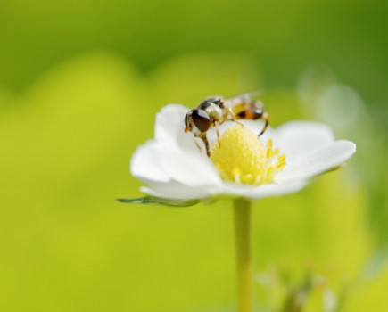 Farming hits flies which help strawberry growers