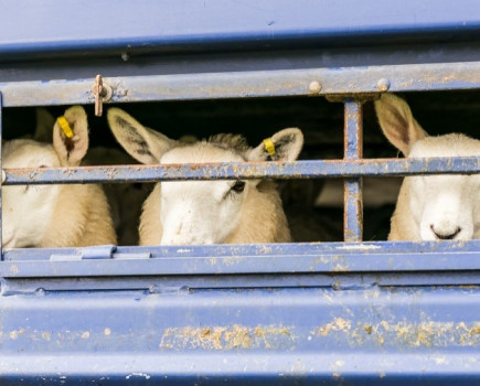 Government told to close  live exports loophole