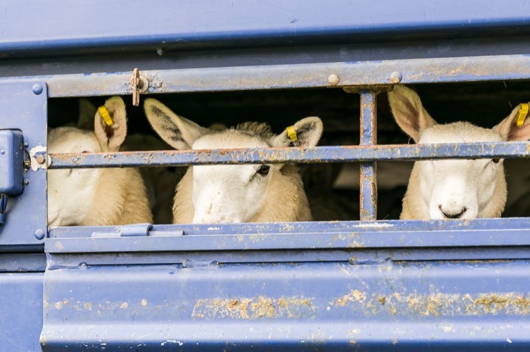 Government told to close  live exports loophole