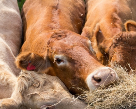 Beef farmers advised about the risks of straw impaction