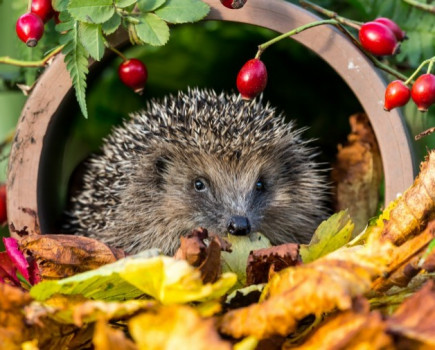 New research on UK hedgehog decline