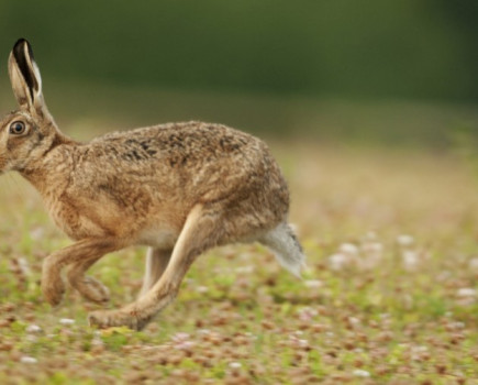 Britain’s brown hares could benefit from non-native crops grown for bioenergy