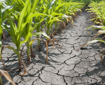 Calls to relax farming rules in drought