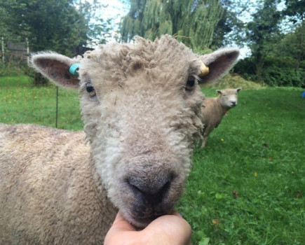 Subsidised barren ewe test now avaliable