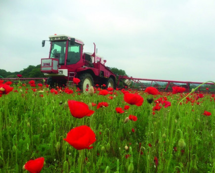 Hot weather hit spring bean crop