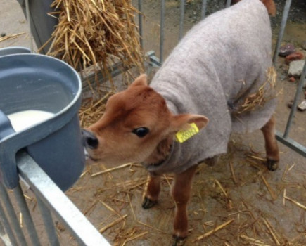 Disinfection and hot washing crucial to prevent crypo spread from calf jackets