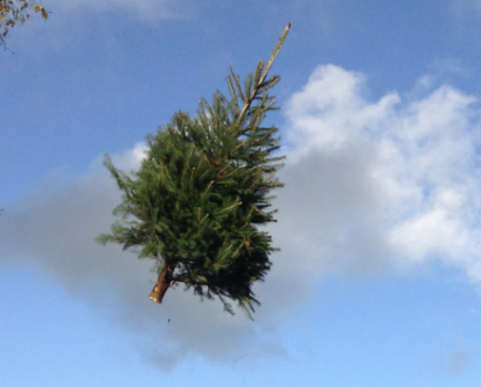 Young farmer launches UK Christmas tree throwing contest