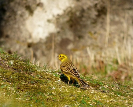 Record-breaking bird count