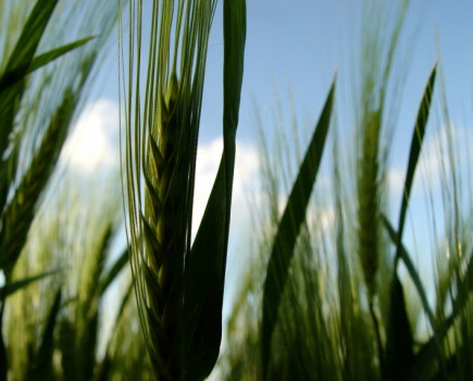 Lessons learnt in 2018 highlight the importance of good spring barley establishment