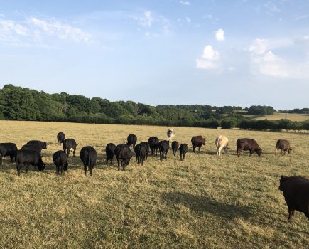 MONICA AKEHURST: Fields Changing colour at alarming speed