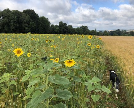 MIKE KETTLEWELL: Feeding farmland birds