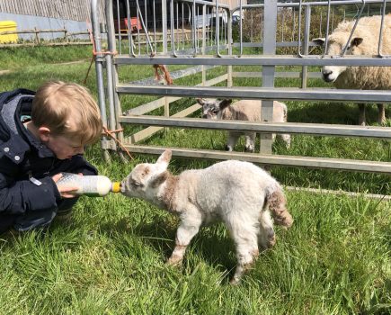 MONICA AKEHURST: Shepherding is not for the faint hearted