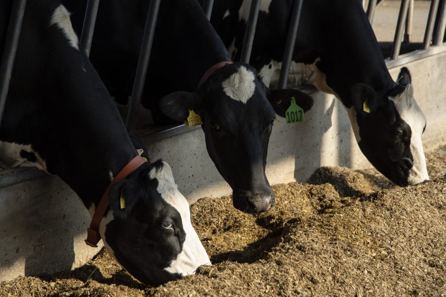 Look to balanced fatty acid supplements after spring turnout