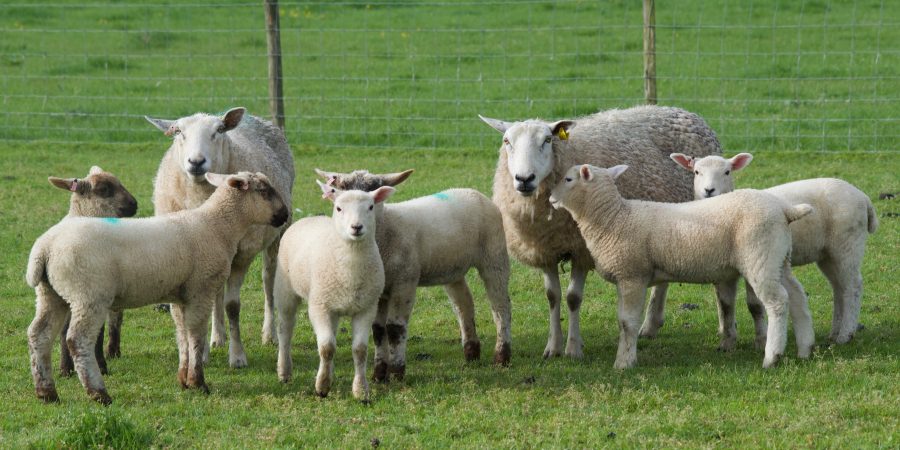 ALAN WEST: A little thought for the ewes