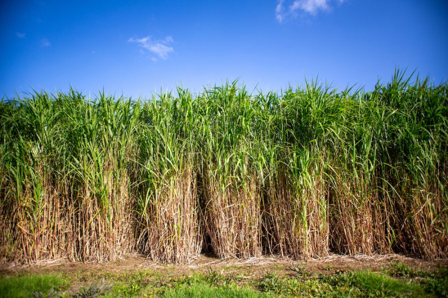 An energy crop ideal for biofuel